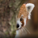 redpanda_peek static emote