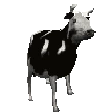 PolishCow emote