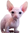 bingletsitting emote