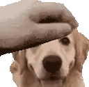 PETTHEDOG emote