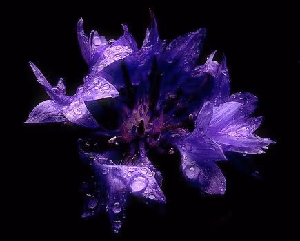 gothicflower emote