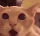 OMGG emote