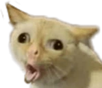 PogCat emote