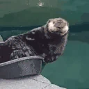 OtterPlop emoji