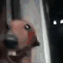 DogLookingSussyAndBritish emoji