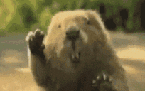 bober animated emote