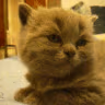CE_Tired emote
