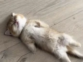 DiedOfHeat emote