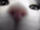bwo emote