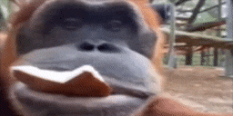 Agree animated emote