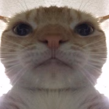 close_up_cat emote