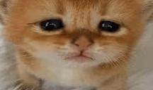 brah emote