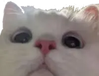 kitten_stare emote