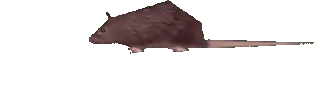Bert emote