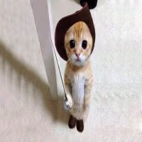 SwordCat emote