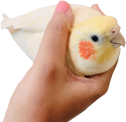 potatiel static emote