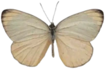 vintagebutterfly emoji