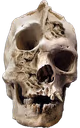 skullweedfromgasstation emote