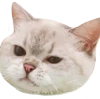 catRly emote