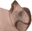 creatureDead emote