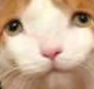 elp emote