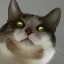cat_glowing_eyes emote