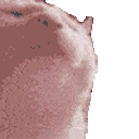 superhypersupercatJAM emote