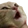 catpog emote