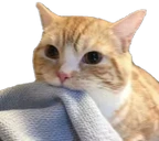 looting emote