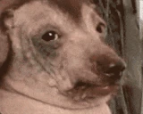 creatureMODS emote