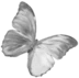 grey_butterfly emote