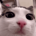 plonk animated emote
