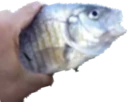 Hold_fish emote