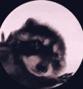 pedropedro emote