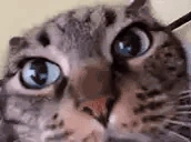 blya emote