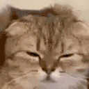 catStare emote