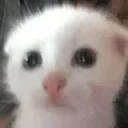 gup emote