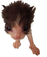 goofy_isaac emote