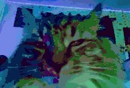 catjam emoji