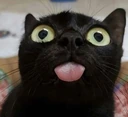 catdistracted emote