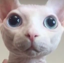BingusStare2 emote