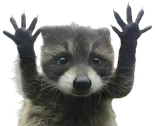 CAUGHT emote