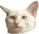 cat_stare emote