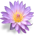 flower_waterlily emote
