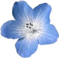 tropicalblueflower emote