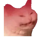 cattorage emote
