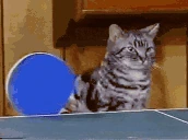 pingpong emote