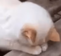 Sad_kitty emote