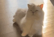 stretch emote