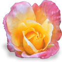 flower_rose emote